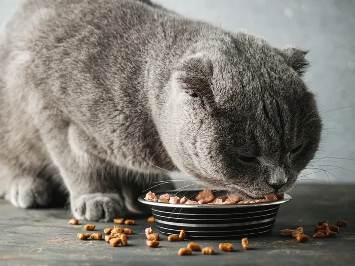 Zdjęcie obrazuje kota (brytyjczyk) jedzącego karmę