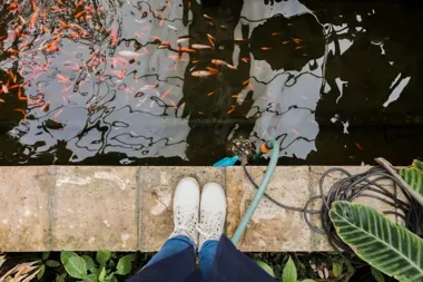 Jak oczyścić staw z mułu?