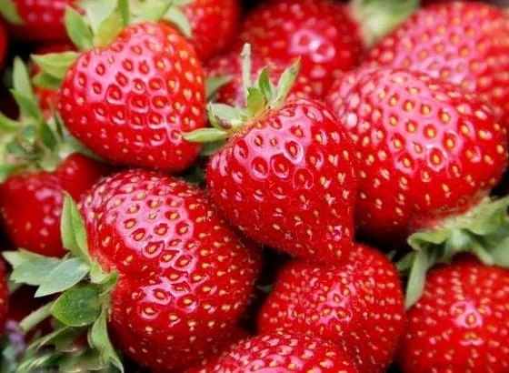 Kiedy sadzonki poziomek i truskawek są najlepsze do sadzenia